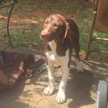 Hadley -  Pointer and Mixed Breed Dog for Adoption in Valley, Alabama - Hadley | PetCurious