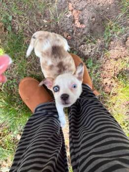 Quatro -  Australian Shepherd Dog for Adoption in Grove City, Ohio - Quatro | PetCurious