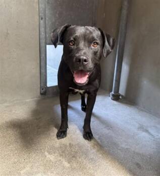 SUKI -  Pit Bull Terrier Dog for Adoption in San Bernardino, California - SUKI | PetCurious
