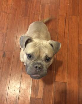 French Bulldog Dogs Available for Adoption in Elizabeth, Colorado - Thelma | PetCurious