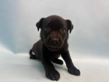 Canyon -  Labrador Retriever and Mixed Breed Dog for Adoption in Golden Valley, Minnesota - Canyon | PetCurious