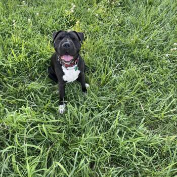 Rescue Shar Pei and Pit Bull Terrier Dogs for Adoption in Meeker, Oklahoma - Charlotte | PetCurious