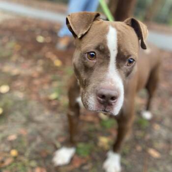 Mixed Breed Dogs Available for Adoption in Columbus, Georgia - Momma Girl 1759 | PetCurious