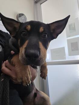 Groot -  Pembroke Welsh Corgi Dog for Adoption in Santa Clara, California - Groot | PetCurious