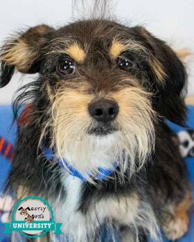 Chase -  Dachshund and Spaniel Dog for Adoption in Kennesaw, Georgia - Chase | PetCurious