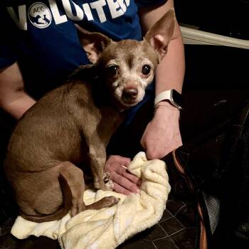 Banana Split -  Chihuahua Dog for Adoption in Jersey City, New Jersey - Banana Split | PetCurious
