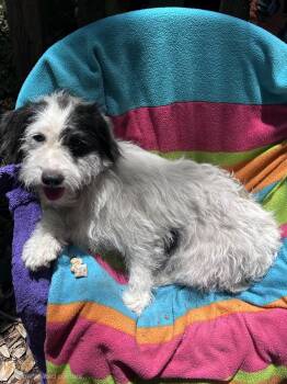 Banita MD14409-T -  Lhasa Apso and Jack Russell Terrier Dog for Adoption in Missouri City, Texas - Banita MD14409-T | PetCurious