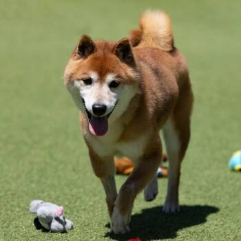 Cheyenne (MR26-333) -  Shiba Inu Dog for Adoption in Peyton, Colorado - Cheyenne (MR26-333) | PetCurious