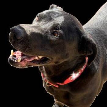 Martin -  Black Labrador Retriever Dog for Adoption in Kanab, Utah - Martin | PetCurious