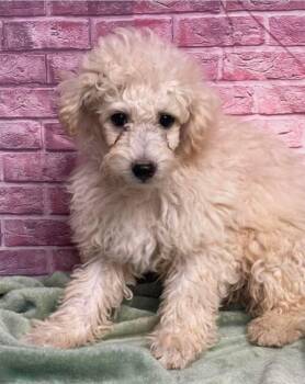 Dalton -  Poodle Dog for Adoption in Sedalia, Colorado - Dalton | PetCurious