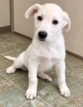 BASIL -  Mixed Breed Dog for Adoption in High Level, Alberta - BASIL | PetCurious