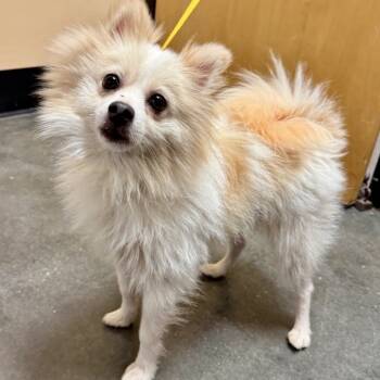 Rescue Pomeranian Dogs for Adoption in Tyrone, Georgia - Pee Wee 10-2914 | PetCurious