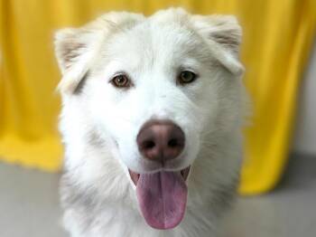 Memphis -  Shepherd Dog for Adoption in Portland, Oregon - Memphis | PetCurious