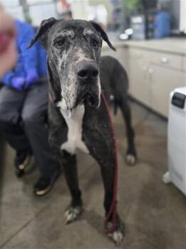 Great Dane Dogs Available for Adoption in Dallas, Texas - CUMULUS | PetCurious