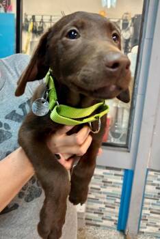 Blane -  Labrador Retriever Dog for Adoption in Carson City, Nevada - Blane | PetCurious
