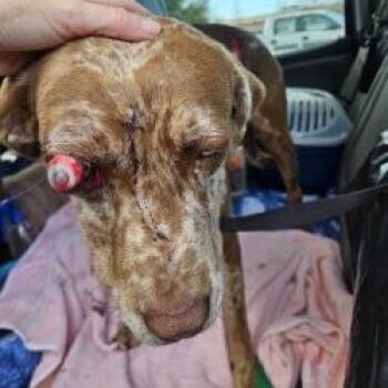 Mixed Breed Dogs Available for Adoption - Karma | PetCurious