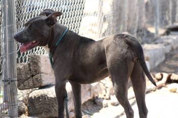 Dusty -  Pit Bull Terrier Dog Available for Adoption in El Centro, California - Dusty | PetCurious