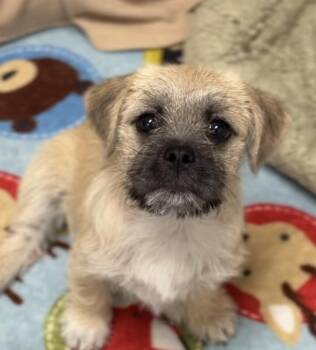 Gwen -  Brussels Griffon and Border Terrier Dog for Adoption in Copiague, New York - Gwen | PetCurious