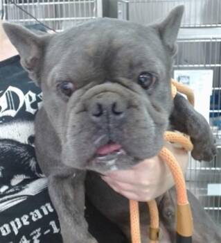 CANELO -  French Bulldog Dog for Adoption in Salinas, California - CANELO | PetCurious