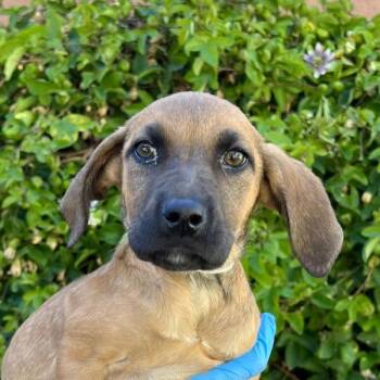 Hound Dogs Available for Adoption in Walnut Creek, California - Blumaroo | PetCurious