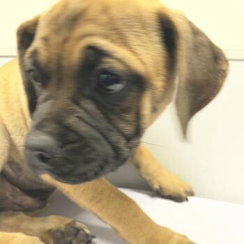 Boxer and Mixed Breed Dogs Available for Adoption in Tampa, Florida - Simpson | PetCurious