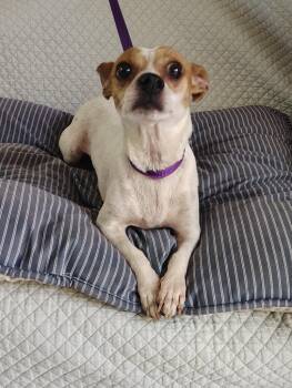 Mama Peach -  Chihuahua Dog for Adoption in Fort Worth, Texas - Mama Peach | PetCurious