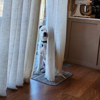 Pit Bull Terrier Dogs Available for Adoption - Cashew | PetCurious