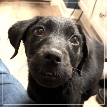 Black Labrador Retriever and Mixed Breed Dogs Available for Adoption - Candy | PetCurious
