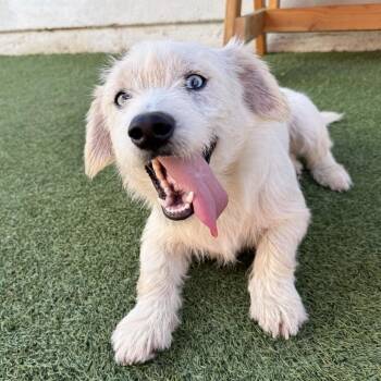 Milky Way -  Terrier and Mixed Breed Dog for Adoption in Long Beach, California - Milky Way | PetCurious