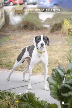 American Staffordshire Terrier and Mixed Breed Dogs Available for Adoption in North Charleston, South Carolina - 91916a Kojak | PetCurious