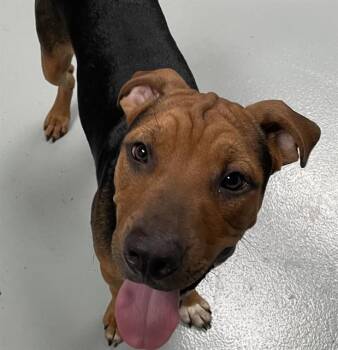 CHOMPER -  Mixed Breed Dog for Adoption in St. Cloud, Florida - CHOMPER | PetCurious