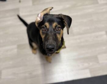 Rescue German Shepherd Dog Dogs for Adoption in Myrtle Beach, South Carolina - Paris | PetCurious