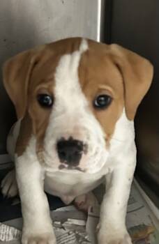 Rescue Pit Bull Terrier and Mixed Breed Dogs for Adoption in Spartanburg, South Carolina - Beth | PetCurious