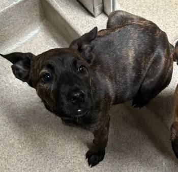 Muffin -  Shepherd Dog for Adoption in Oakland, California - Muffin | PetCurious