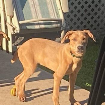 Porky -  Hound Dog for Adoption in South Elgin, Illinois - Porky | PetCurious