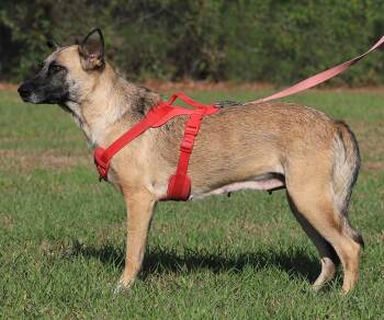 Rescue Belgian Shepherd Malinois Dogs for Adoption in North Fort Myers, Florida - Stella | PetCurious