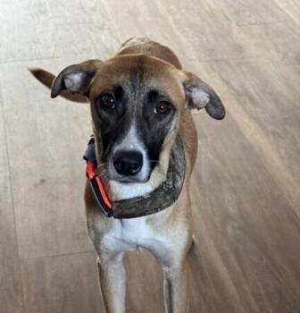 Skyler -  Black Mouth Cur Dog for Adoption in Washington, District Of Columbia - Skyler | PetCurious