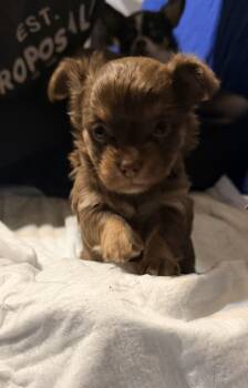 Dolly -  Chihuahua Dog for Sale in Wantage, New Jersey - Dolly | PetCurious