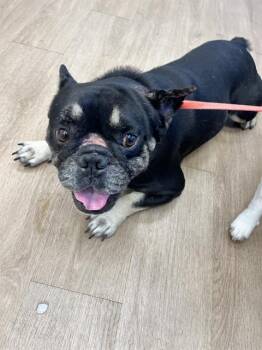 French Bulldog Dogs Available for Adoption in Doral, Florida - BLADE | PetCurious