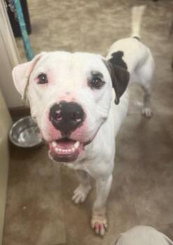 Sammich -  Pit Bull Terrier Dog for Adoption in Springfield, Ohio - Sammich | PetCurious