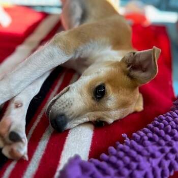 Rescue Mixed Breed Dogs for Adoption in Poplar Bluff, Missouri - Ashley | PetCurious