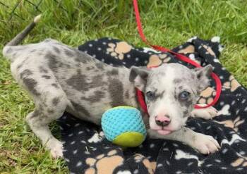 Conrad -  Labrador Retriever Dog for Adoption in Tarrytown, Georgia - Conrad | PetCurious