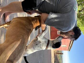 Blizzard -  Pointer Dog for Adoption in Colorado Springs, Colorado - Blizzard | PetCurious