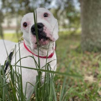 Rescue Mixed Breed Dogs for Adoption in Titusville, Florida - Jazzy | PetCurious