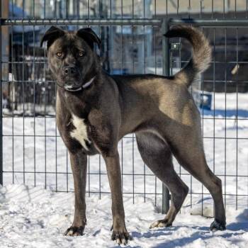 Akita Dogs Available for Adoption - Bubbles | PetCurious