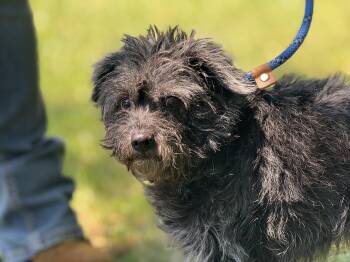 Terrier Dogs Available for Adoption in Meherrin, Virginia - Taxi | PetCurious