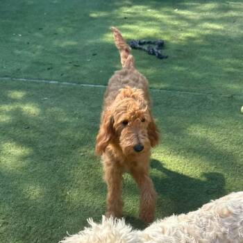 Rescue Poodle Dogs for Adoption in Williston, Vermont - Reba | PetCurious