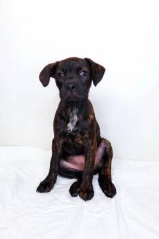 Catahoula Leopard Dog Dogs Available for Adoption in Bixby, Oklahoma - Maddy | PetCurious