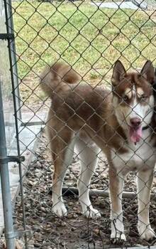Rescue Siberian Husky Dogs for Adoption in Macclesfield, North Carolina - Axle | PetCurious