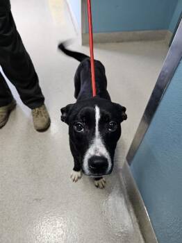 Rescue Pit Bull Terrier and Mixed Breed Dogs for Adoption in Newton, North Carolina - PARIS | PetCurious